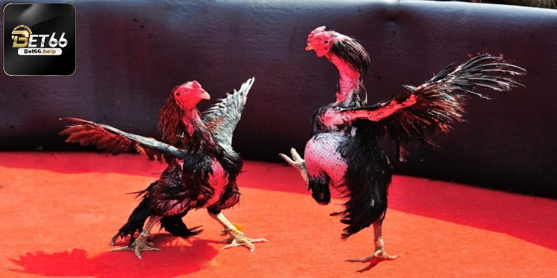 Chiến kê đá gà đòn là gì mà nổi bật đến thế?