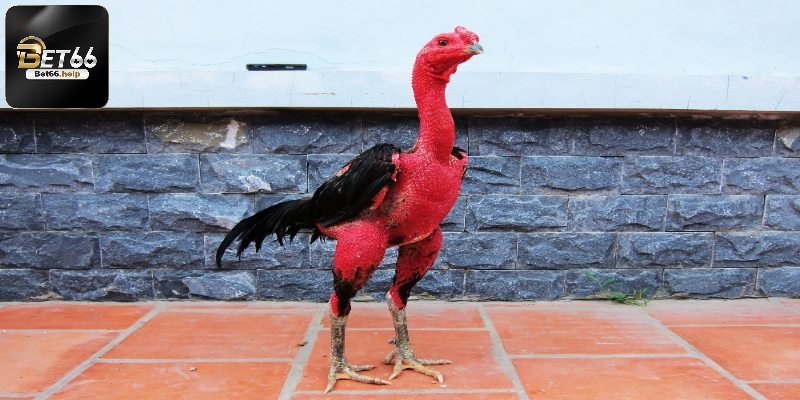 Gà Đòn Là Gì Kiến Thức Hữu Ích Dành Cho Mọi Chiến Kê