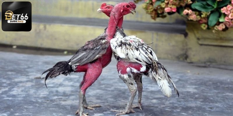 Khám phá sức hút của bộ môn gà đòn