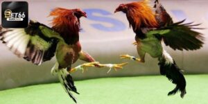Kinh Nghiệm Chơi Đá Gà Bất Bại Luôn Trúng Từ Cao Thủ